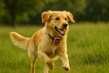 Load image into Gallery viewer, NordPaw Dog GPS
